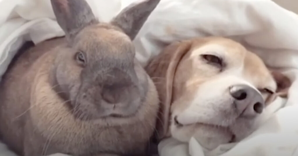 Unexpected Naptime Partners: Mother Finds Dog and Mini Pal Taking a Cozy Snooze Together (video)