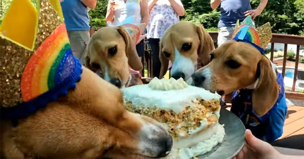 Reunion of Beagles saved from Envigo research lab gathers for a special celebration