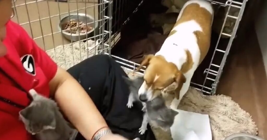 Canine Rescues Kitten From Shelter Staff and Brings Him to Her Home Run Pen
