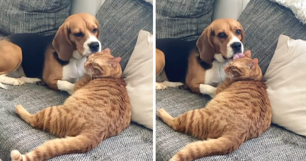 Dog freezes after realizing she’s on camera grooming the cat