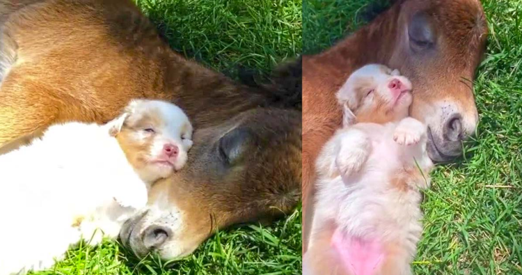 The Power of Paws: A Puppy and Foal’s Endearing Friendship and Nap Time Bond!