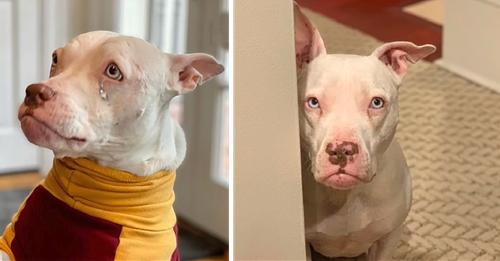 Rehomed Deaf Dog Is Certain She’s Going Back To The Shelter Once Again